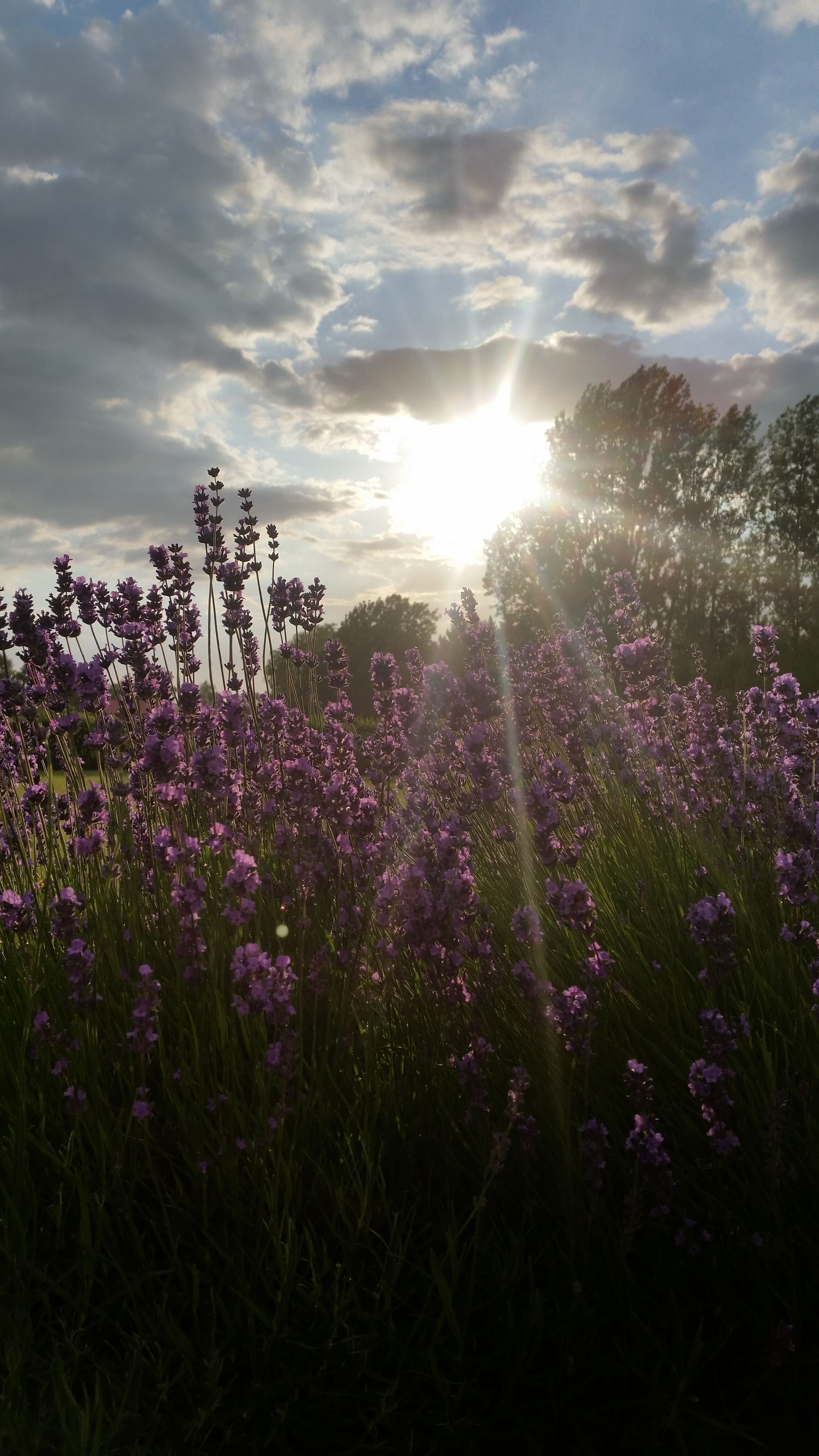 blommor